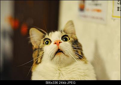 Click image for larger version

Name:	Oh-my-god-cat-shocking.jpg
Views:	1748
Size:	24.2 KB
ID:	30521