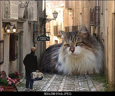 Click image for larger version

Name:	bigcat2.jpg
Views:	454
Size:	91.3 KB
ID:	31053