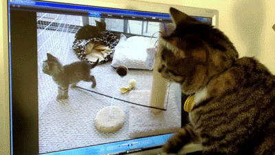 Name:  ccat9.gif
Views: 806
Size:  5.00 MB