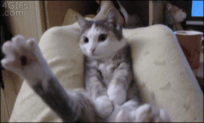 Name:  funny-cat-gif.gif
Views: 863
Size:  1.98 MB