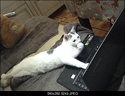 Click image for larger version

Name:	mmmcat.jpg
Views:	216
Size:	51.6 KB
ID:	36144