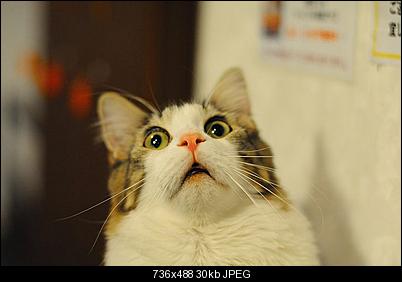 Click image for larger version

Name:	cat57e.jpg
Views:	352
Size:	30.3 KB
ID:	36220