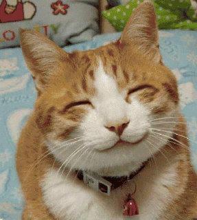 Name:  thankcat.jpg
Views: 1195
Size:  18.5 KB
