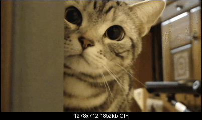 Click image for larger version

Name:	sorrycat.gif
Views:	225
Size:	1.81 MB
ID:	36243
