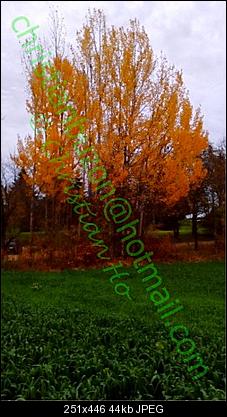 Click image for larger version

Name:	Otoño.jpg
Views:	504
Size:	44.4 KB
ID:	36483