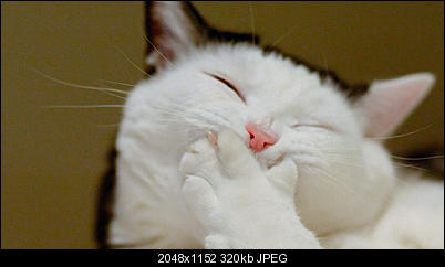 Click image for larger version

Name:	IDhHZh1NRcyuPqDP2IJr_lol-cat-303363.jpg
Views:	292
Size:	320.1 KB
ID:	37932