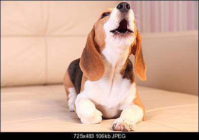 Click image for larger version

Name:	Top-Five-Reasons-to-Clean-Your-Upholstery-and-Leather.jpg
Views:	121
Size:	105.9 KB
ID:	38270