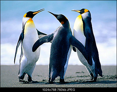 Click image for larger version

Name:	Penguins.jpg
Views:	374
Size:	759.6 KB
ID:	39443