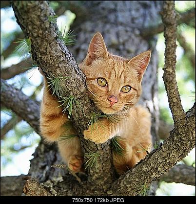 Click image for larger version

Name:	cat.jpg
Views:	104
Size:	172.0 KB
ID:	43041
