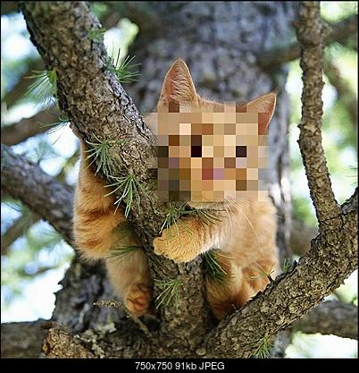 Click image for larger version

Name:	cat2.jpg
Views:	86
Size:	90.9 KB
ID:	43043