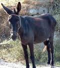 Name:  donkey.jpeg
Views: 1042
Size:  4.6 KB