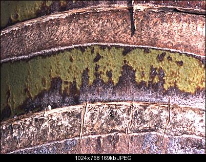 Click image for larger version

Name:	avs.jpg
Views:	997
Size:	169.4 KB
ID:	5685