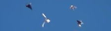 Name:  224x64.png
Views: 883
Size:  6.7 KB