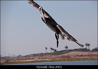 Click image for larger version

Name:	PelCan 2.jpg
Views:	175
Size:	75.6 KB
ID:	8319