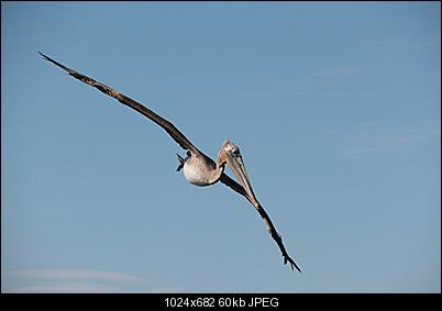 Click image for larger version

Name:	PelCan 3.jpg
Views:	230
Size:	60.1 KB
ID:	8320