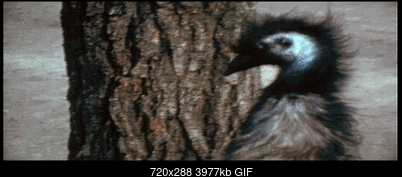 Click image for larger version

Name:	b.gif
Views:	10
Size:	3.88 MB
ID:	87461