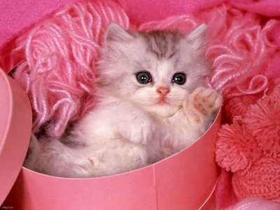 Name:  kitten.jpg
Views: 626
Size:  27.0 KB