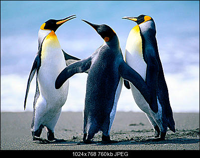 Click image for larger version

Name:	Penguins.jpg
Views:	325
Size:	759.6 KB
ID:	39443