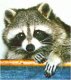 mapache's Avatar