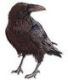 Ravenhurst's Avatar