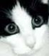 SmokeytheCat's Avatar