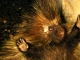 Peripherus's Avatar