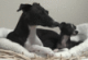 2Dogs's Avatar