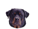 rottweiler62's Avatar