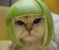 Quincyboy's Avatar