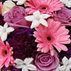 DaisyRose's Avatar