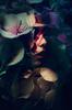 Aletheia's Avatar