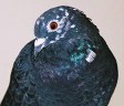 Pigeon_'s Avatar