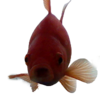 Anonymous Goldfish's Avatar