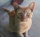Shopcat's Avatar