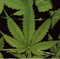 Richie2182's Avatar