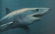 mako71's Avatar