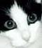 SmokeytheCat's Avatar