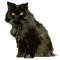 Coises's Avatar