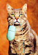 alfresco's Avatar