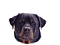 rottweiler62's Avatar