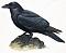 Poetheraven1's Avatar