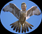 falconflight's Avatar