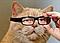 fauntleroy's Avatar