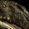 dilophosaurus65's Avatar