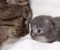 Rat O.o's Avatar