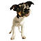 tinydog's Avatar