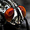 Sandfly's Avatar
