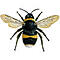 Bumblebee 9337's Avatar