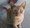 Shopcat's Avatar