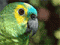 Cunhambebe's Avatar